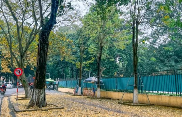 Falling leaves in Phan Dinh Phung Street